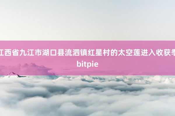 江西省九江市湖口县流泗镇红星村的太空莲进入收获季bitpie